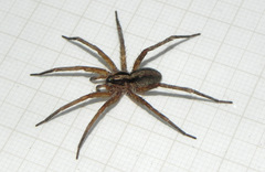 Xenoctenidae