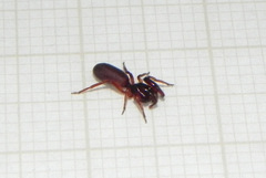 Palpimanidae
