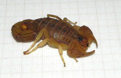 Jaguajir rochae