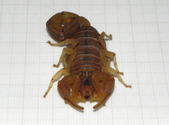 Jaguajir rochae