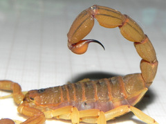 Jaguajir rochae
