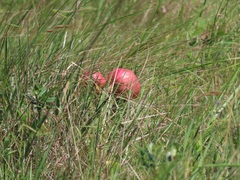 Crinum stuhlmannii delagoense