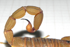 Jaguajir rochae