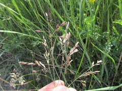 Poa subfastigiata