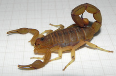 Jaguajir rochae