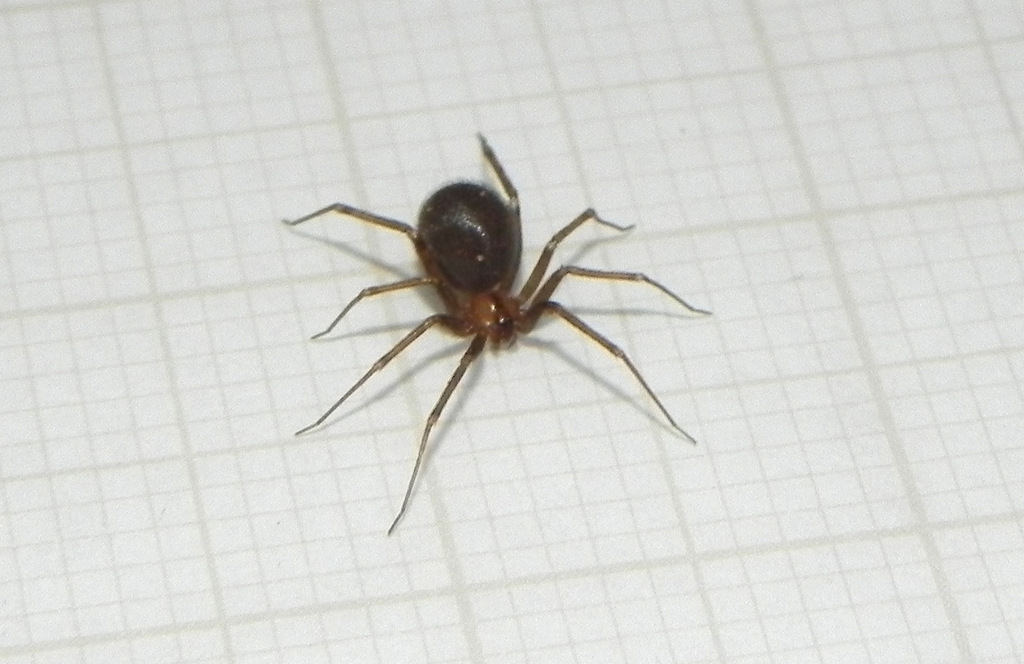 Ibotyporanga sertao