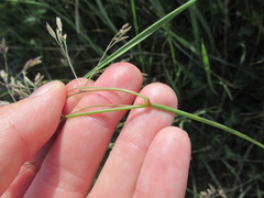 Poa subfastigiata