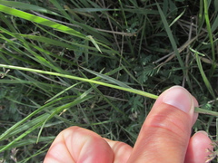 Poa subfastigiata