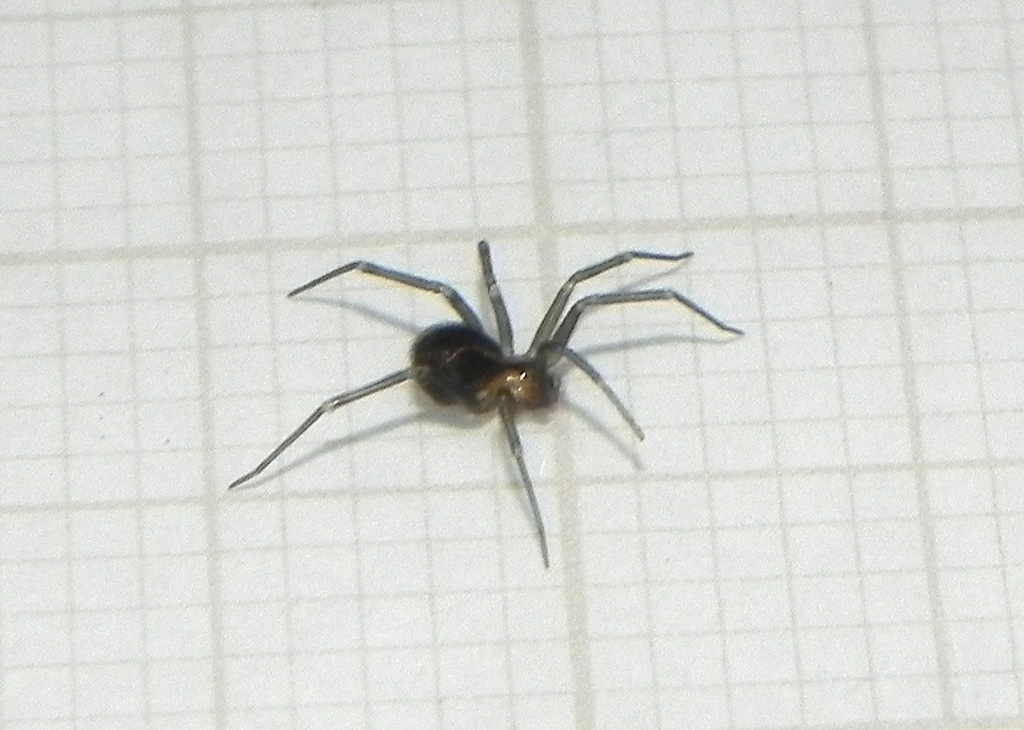 Kambiwa