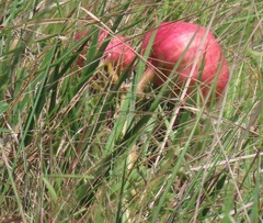 Crinum stuhlmannii delagoense
