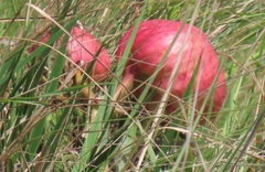 Crinum stuhlmannii delagoense