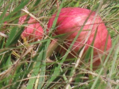 Crinum stuhlmannii delagoense