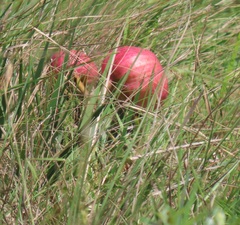 Crinum stuhlmannii delagoense