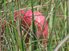 Crinum stuhlmannii delagoense