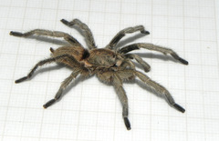 Dolichothele exilis