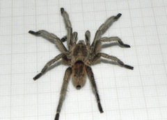 Dolichothele exilis