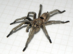 Dolichothele exilis