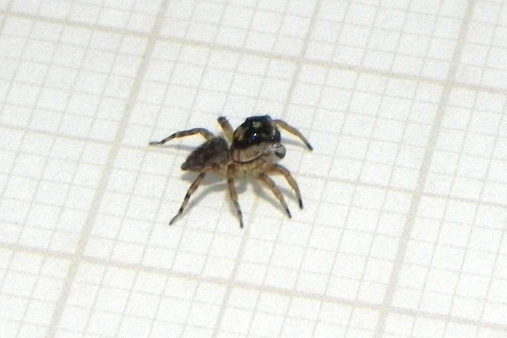Amphidraus cornipalpis