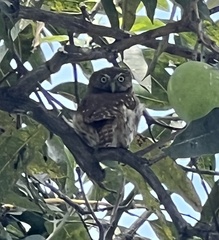 Glaucidium peruanum