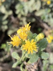 Monomorium ergatogyna