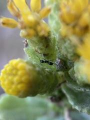 Monomorium ergatogyna