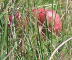 Crinum stuhlmannii delagoense