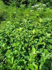 Crataegus flabellata
