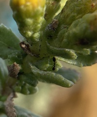 Monomorium ergatogyna