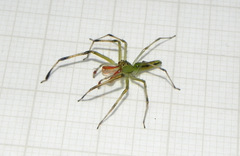 Lyssomanes bitaeniatus