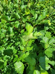 Crataegus flabellata