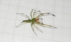 Lyssomanes bitaeniatus