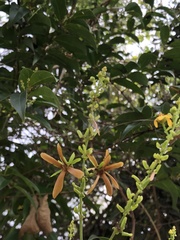 Cordia alliodora