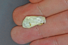 Naroma varipes