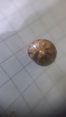 Glomeris oblongoguttata