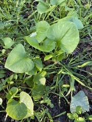 Claytonia perfoliata