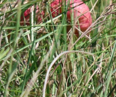 Crinum stuhlmannii delagoense