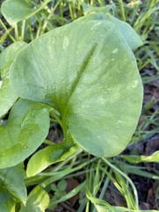 Claytonia perfoliata