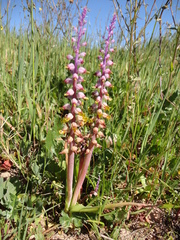 Lachenalia mutabilis
