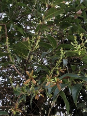 Cordia alliodora