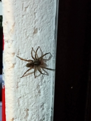 Lycosoides coarctata