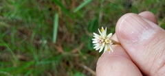 Pfaffia tuberosa