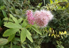 Spiraea salicifolia