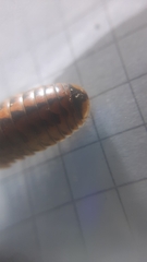 Glomeris oblongoguttata