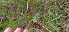 Pfaffia tuberosa