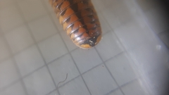 Glomeris oblongoguttata