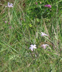 Dianthus zeyheri