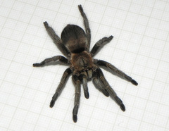 Dolichothele exilis