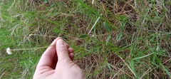 Pfaffia tuberosa