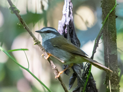Myiothlypis leucophrys