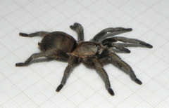 Dolichothele exilis